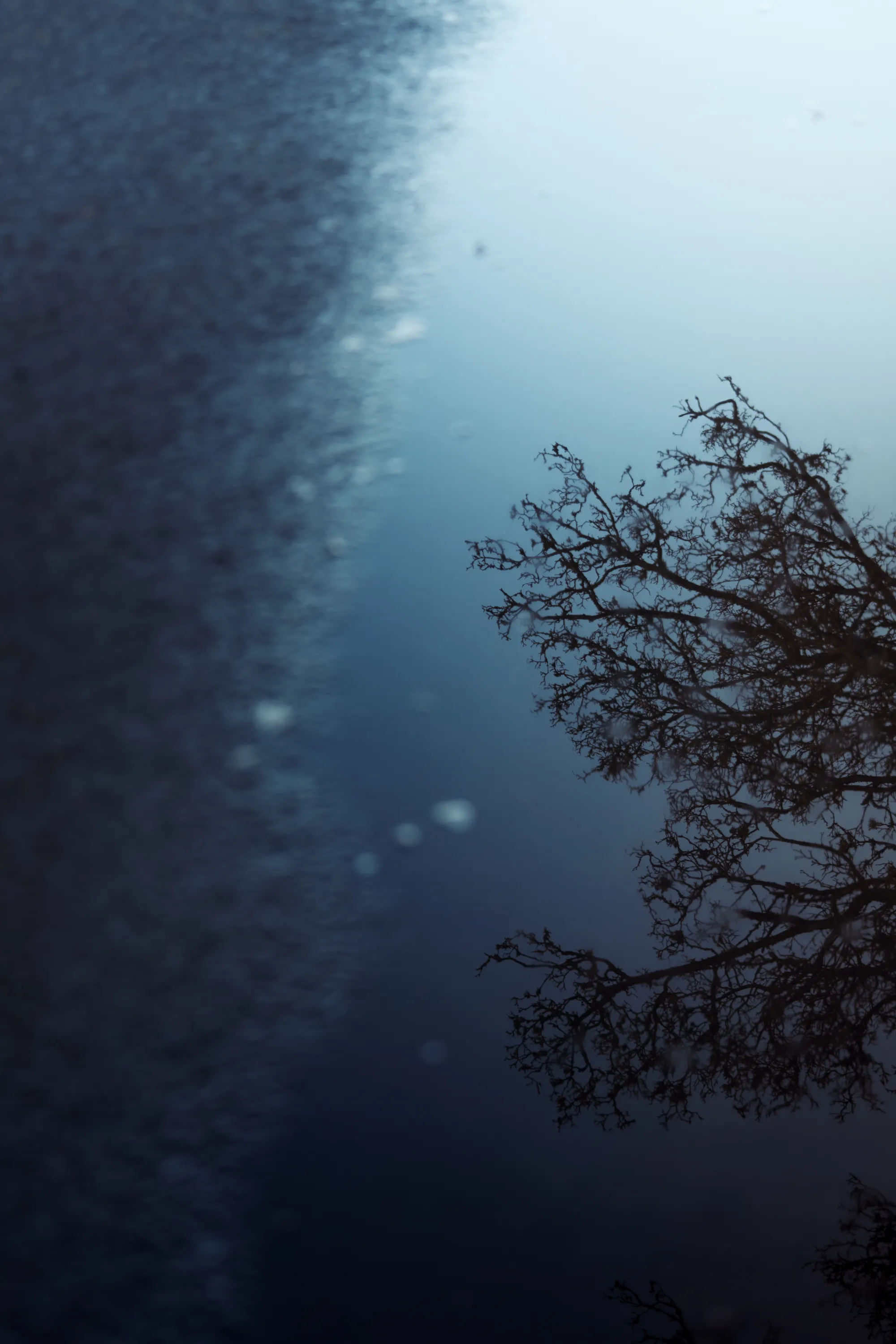 Asphalt Shores