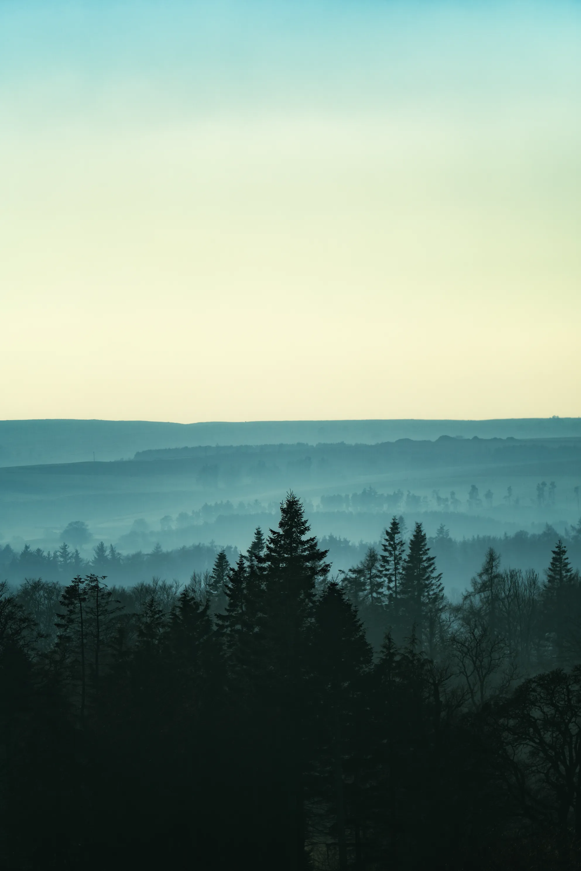 Tree Tops