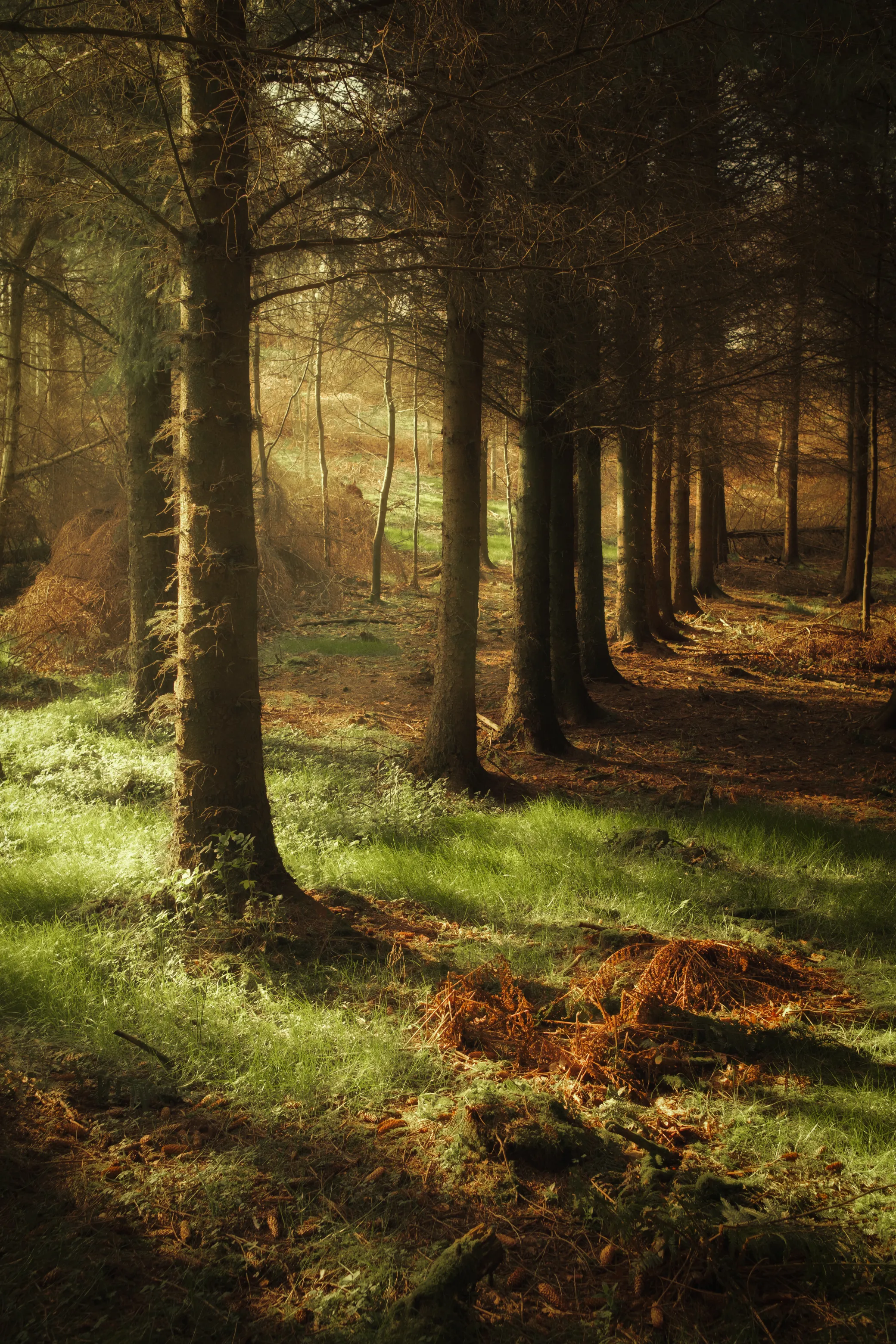 Woodland